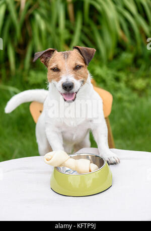 Happy dog with rawhide bone in doggy bowl on table Stock Photo