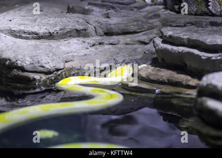 yellow anaconda before throwing out of water .summer 2017 Stock Photo