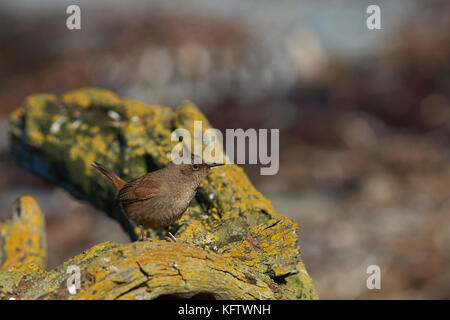 Cobb's Wren (Troglodytes cobbi) on a lichen covered piece of wood on the coast of Sea Lion Island in the Falkland Islands Stock Photo