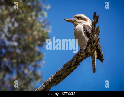 Kookaburra bird perched on branch against blue sky Stock Photo