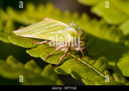 Green silver lines moth on a fern leaf in a UK garden. Stock Photo