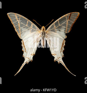 Vintage butterfly hi-res stock photography and images - Alamy