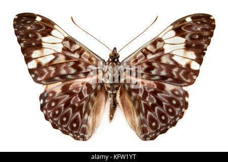 vintage-butterfly-isolated-on-