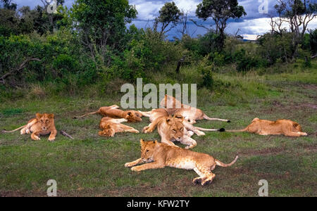 A pride of eight African lions (Panthera leo) rest together in the Masai Mara National Reserve, one of the best game-viewing parks in Kenya, East Africa. Unlike most other big cats, lions are sociable rather than solitary animals. They relax together and sleep during most of the day, prior to hunting at night. Stock Photo