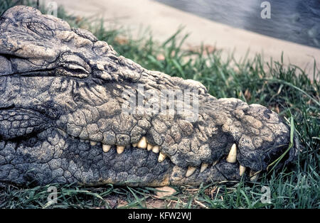 A close-up of the head of an old Nile crocodile (Crocodylus niloticus) shows the bumpy pinholed skin on its face. Although hides from the rough backs and smooth bellies of crocodiles are tanned for use in exotic leather products, the reptile's head cannot be skinned. Photographed at a wildlife preserve in South Africa where visitors can safely observe these carnivorous Nile crocs without being attacked. Stock Photo