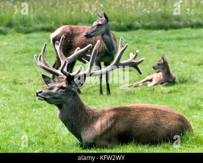 A male red deer (Cervus elaphus) with a handsome rack of antlers rests in a grassy field with his family in the Black Forest (Schwarzwald) of Germany. This stag and his hind (female) and calf are alert and will flee if their ears or eyes warn of any predators. Red deer are common in Europe and many other places in the world. Stock Photo