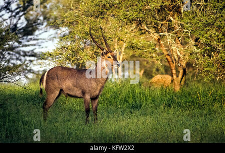 A male waterbuck (Kobus ellipsiprymnus) pauses while grazing to pose in its natural habitant, savannah grassland near a water source that keeps this large antelope from being dehydrated in the African heat. A white elliptical ring on the rump of both males and females makes it easy to identify waterbucks from the rear. Only the males grow long spiral horns, which curve forward. Photographed at the MalaMala Game Reserve in South Africa. Stock Photo