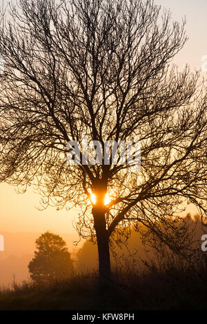 Silhouette tree at sunrise in autumn. Nr Chadlington, Oxfordshire, Cotswolds, England Stock Photo