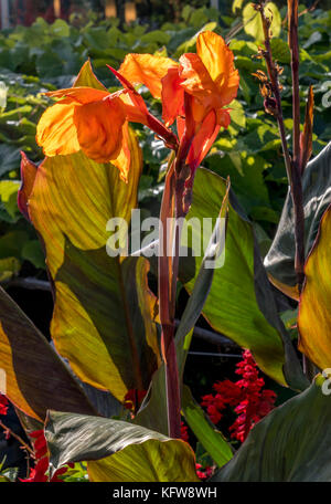 Indian shot (Canna indica) in the Gardens of Trauttmansdorff Castle, Merano, South Tirol, Italy, Europe Stock Photo