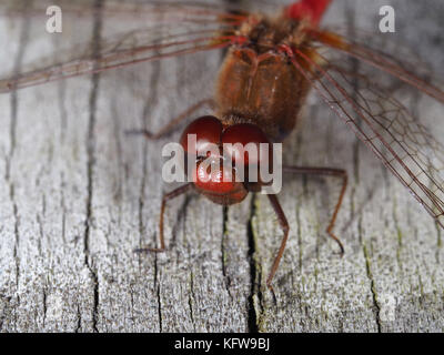 Autumn meadowhawk (♂ Sympetrum vicinum) sitting on a wooden surface Stock Photo