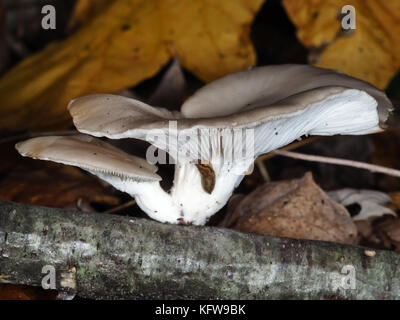 Pleurotus ostreatus (oyster mushrooms) growing on a fallen branch in a forest, with a slug under the cup Stock Photo