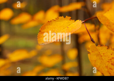 Autumn concept. Bright colours. Autumn background Stock Photo - Alamy