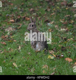 Rabbit stood on his hind legs in a moment of danger and looks into the  distance Stock Photo - Alamy