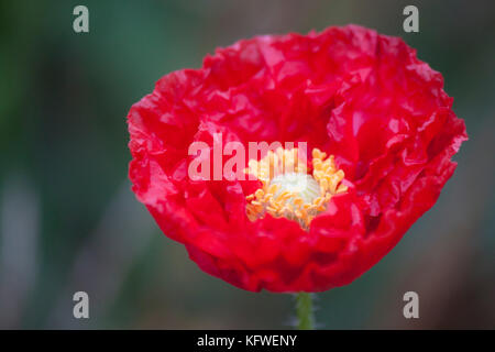 Big red poppy Stock Photo