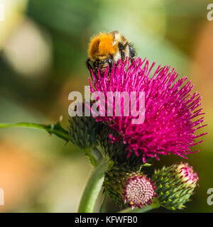 A macro shot of a common carder bee collecting pollen from a cirsium bloom. Stock Photo