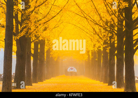 Autumn in Korea.Row of yellow ginkgo tree in Nami Island, Seoul Korea Stock Photo