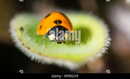 A macro shot of a seven spotted ladybird. Stock Photo