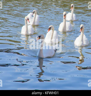 Seven swans swimming - for christmas Stock Photo