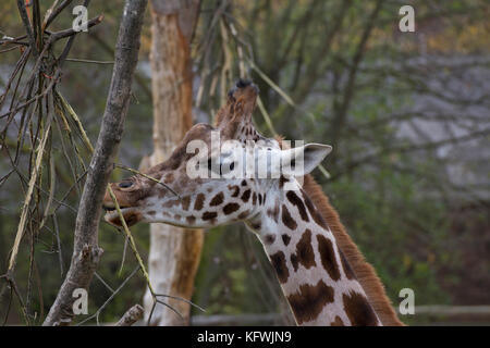 Giraffe Stock Photo