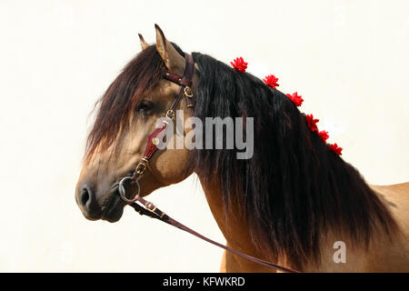 Heavy Draft horse groomed mane for show Stock Photo