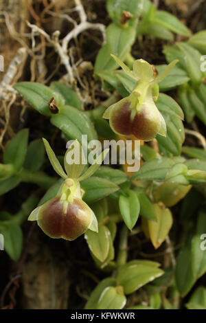 Epidendrum porpax Stock Photo
