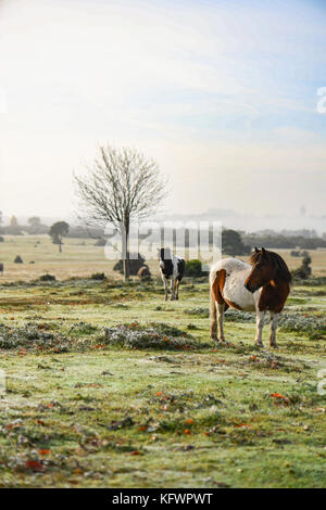 New Forest, Hampshire, UK. 1st Nov, 2017. UK Weather. New Forest ponies sunbathe warming up enjoying the rising morning sun breaking through the mist and fog on Canada common, West Wellow Hampshire England. Wednesday morning was greeted with fog and mist patches in Hampshire England, although not the best conditions for commuters, residents and dog walkers on Canada common which is on the edge of the National park of the New Forest were greeted with a beautiful start to the day. Credit: PBWPIX/Alamy Live News