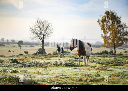 New Forest, Hampshire, UK. 1st Nov, 2017. UK Weather. New Forest ponies sunbathe warming up enjoying the rising morning sun breaking through the mist and fog on Canada common, West Wellow Hampshire England. Wednesday morning was greeted with fog and mist patches in Hampshire England, although not the best conditions for commuters, residents and dog walkers on Canada common which is on the edge of the National park of the New Forest were greeted with a beautiful start to the day. Credit: PBWPIX/Alamy Live News Stock Photo