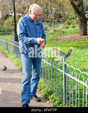 Brighton, UK. 1st November, 2017. A cheeky grey squirrel enjoys a free hand fed meal in Pavilion Gardens Brighton in unusually warm Autumn weather today Credit: Simon Dack/Alamy Live News Stock Photo