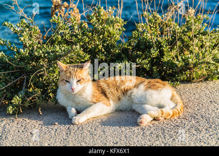 Cat sunbathing  knocked down close to the sea Stock Photo