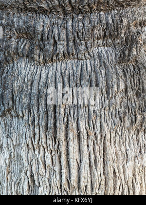 background rugose and cracked texture of  palm tree Stock Photo