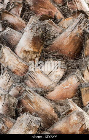 wood texture bark of palm tree with branches Interlaced Stock Photo