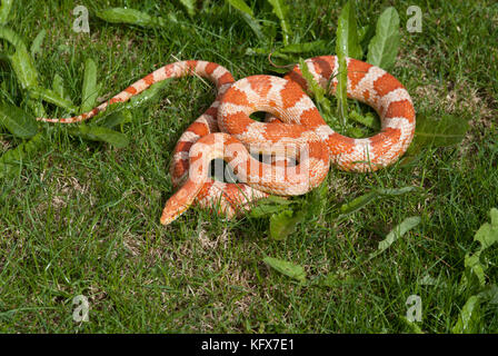 Corn or Rat Snake, Elaphe guttata, curled on grass basking in sun, USA Stock Photo