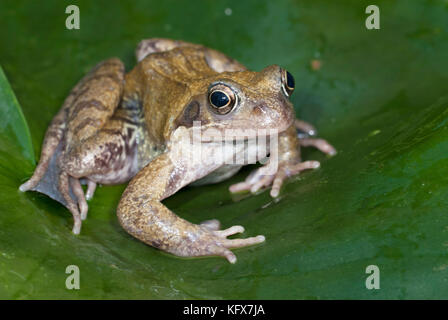Common Frog, Rana temporaria, on lily leaf in pond, water Stock Photo