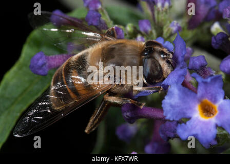 Hoverfly, Myathropa florea, nectaring on flower, buddleia, dronefly, wasp honey bee mimic Stock Photo