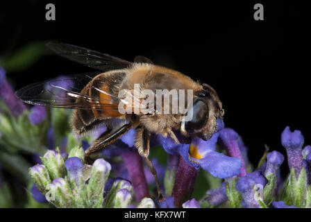 Hoverfly, Myathropa florea, nectaring on flower, buddleia, dronefly, wasp honey bee mimic Stock Photo