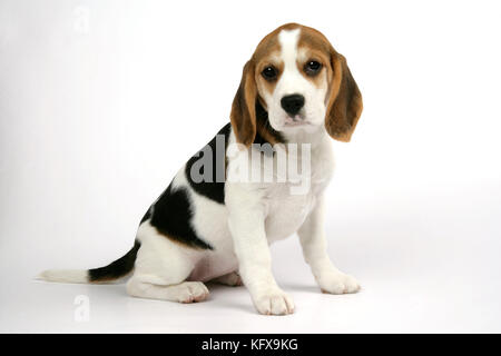 Dog - Beagle Puppy sitting down Stock Photo
