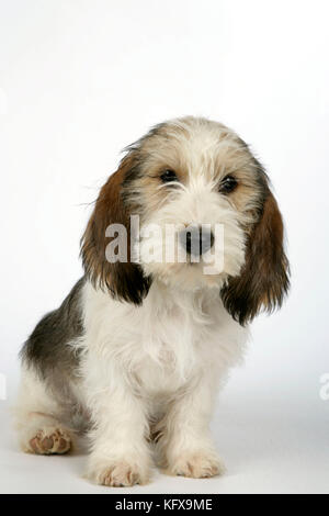 Dog - Petit Basset Griffon Vendeen puppy - 4 months old Stock Photo