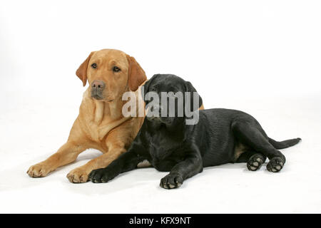 Dogs - Yellow Labrador and Black Labrador puppy - lying down. Stock Photo