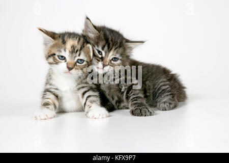 Cat - Two sleepy kittens lying on each other Stock Photo