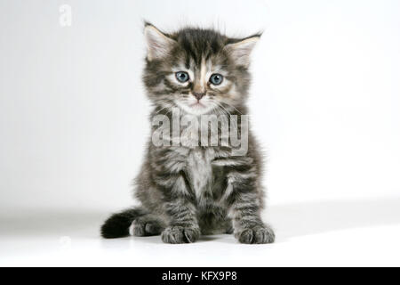 Cat - Tabby kitten sitting down Stock Photo