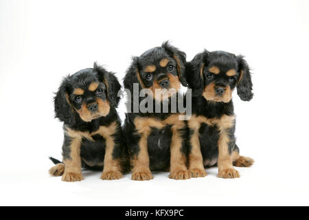 Dog - Cavalier King Charles Spaniel puppies 6/7 weeks old Stock Photo