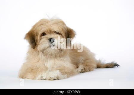 DOG - Lhasa Apso - 12 week old puppy Stock Photo