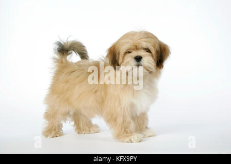 DOG - Lhasa Apso - 12 week old puppy Stock Photo