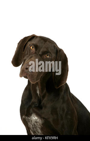 DOG - German shorthaired pointer Stock Photo