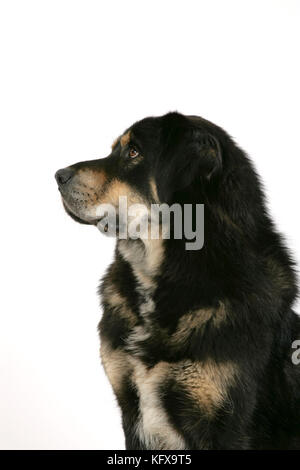 Dog - Tibetan Mastiff Stock Photo