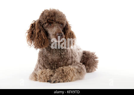 DOG. Brown miniature poodle lying down Stock Photo
