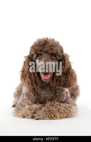 DOG. Brown miniature poodle lying down Stock Photo