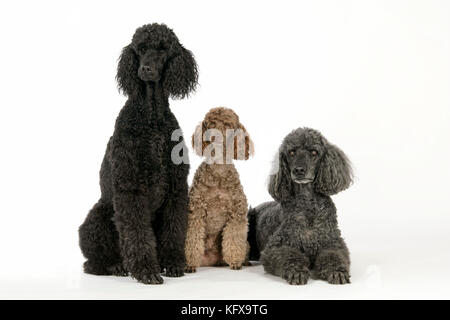 DOG. Black poodle, grey poodle and brown miniature poodle Stock Photo