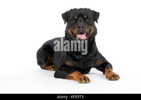 DOG. Rottweiler lying down Stock Photo