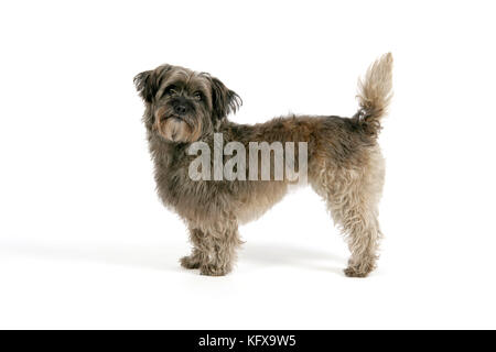 DOG - Pugairn - Pug cross Cairn Terrier Stock Photo - Alamy